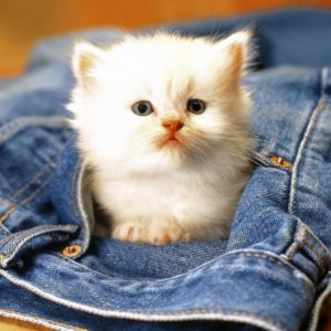 download Funny Animals Zone: Cute Baby Animals Pictures