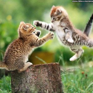 download funny cute kittens wallpaper / funny backgrounds