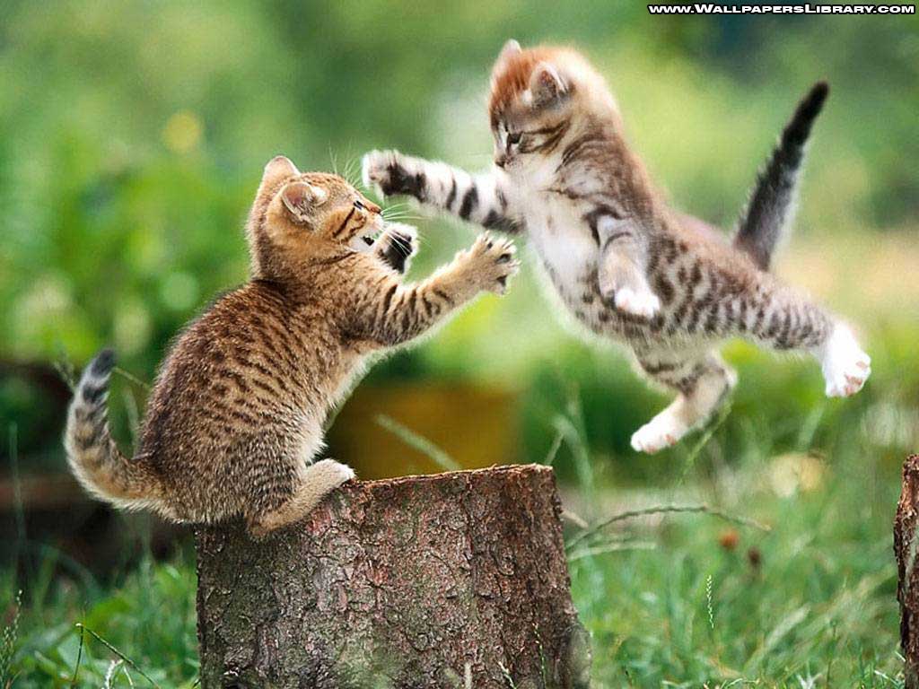 funny cute kittens wallpaper / funny backgrounds