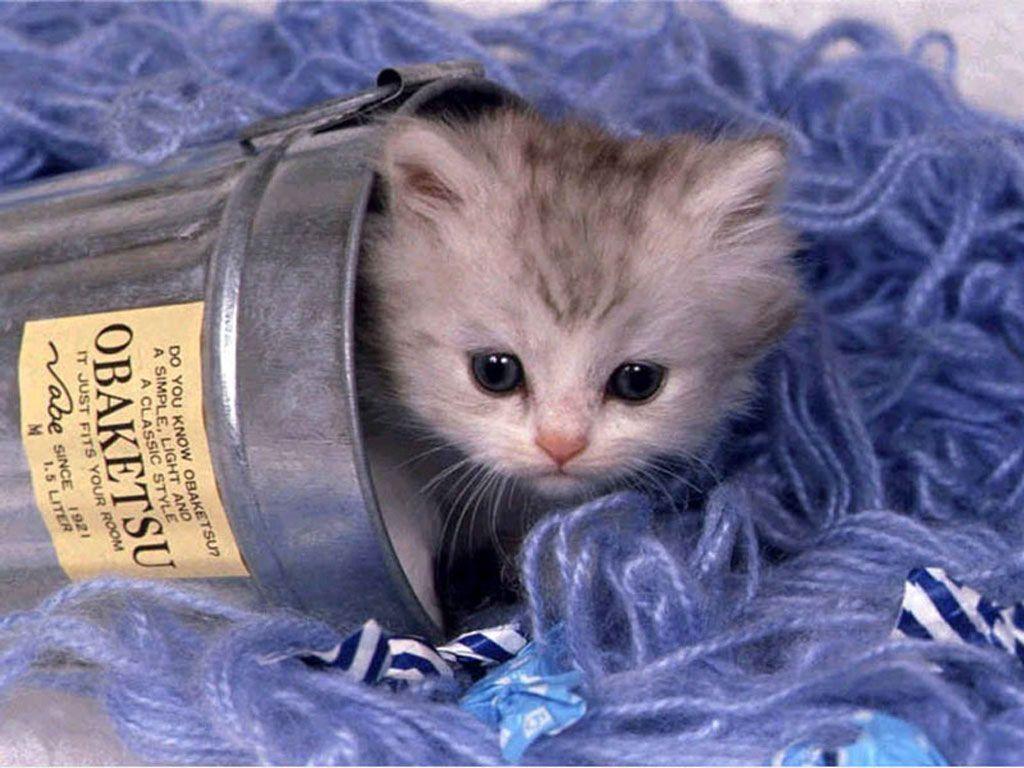 Cute Kittens Wallpapers & Pictures