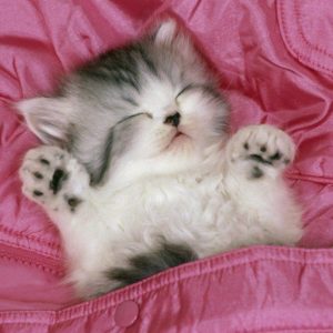 download cute kitten is sleeping funny wallpaper – Animal Backgrounds