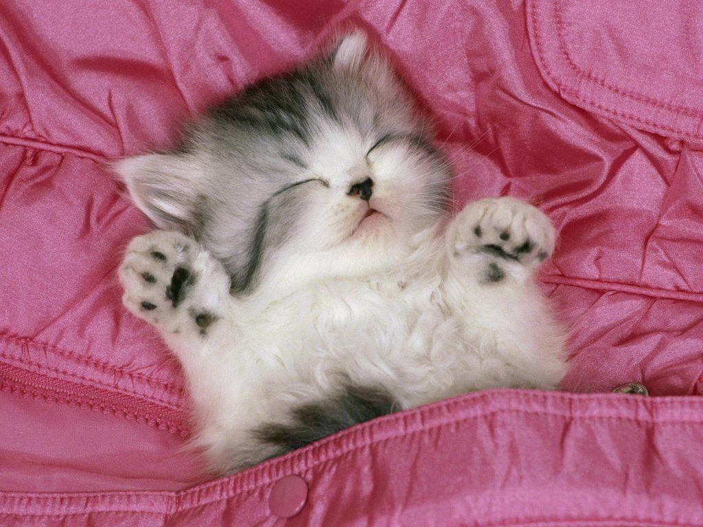cute kitten is sleeping funny wallpaper – Animal Backgrounds