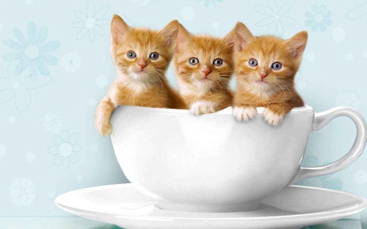 Kittens! on Pinterest | 33 Pins