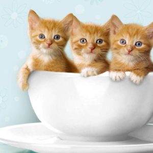 download Kittens! on Pinterest | 33 Pins