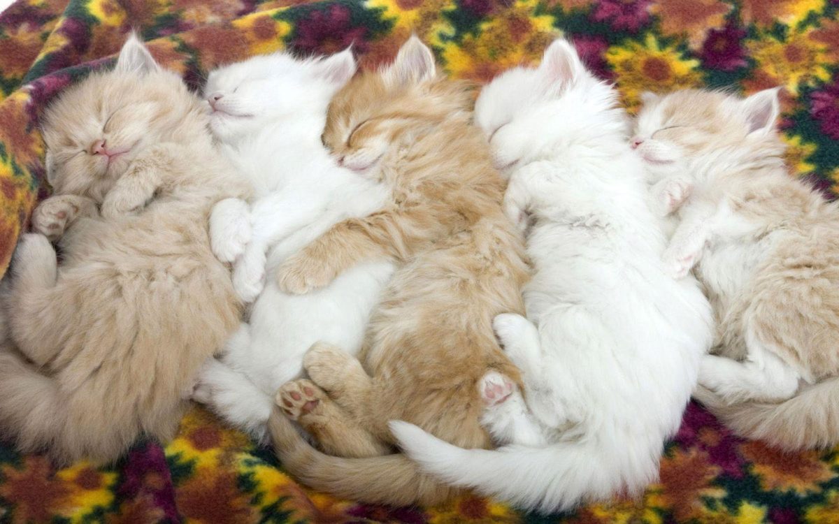 Cute Sleeping Kittens Wallpaper