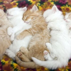 download Cute Sleeping Kittens Wallpaper