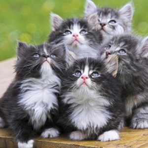 download cute kitten wallpaper backgrounds | vergapipe.