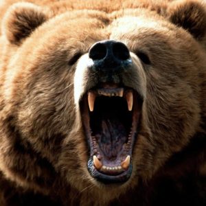 download Grizzly Bear Desktop wallpapers – HD Wallpapers Inn