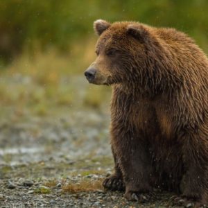 download grizzly bear sits and watches free background.