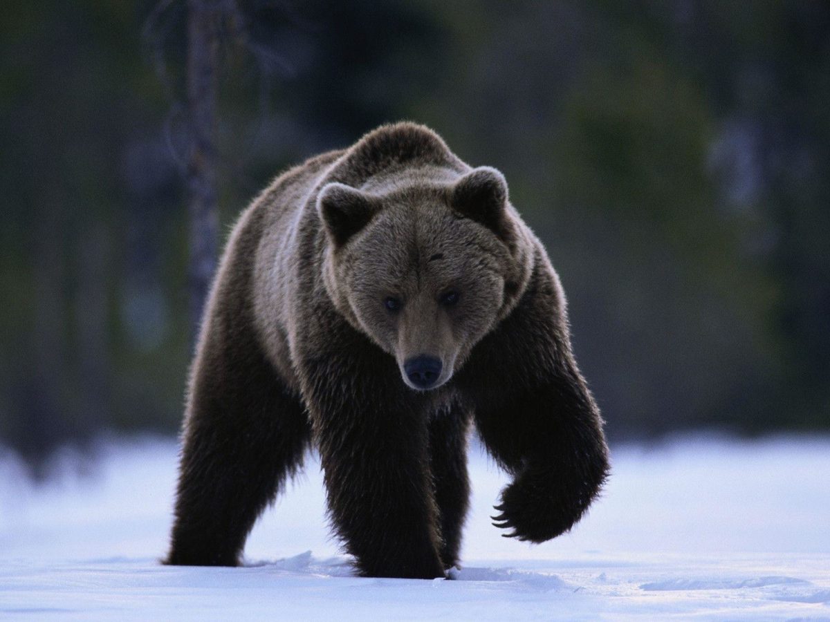 Grizzly Bear Running in the Snow Free Stock Photo and Wallpaper