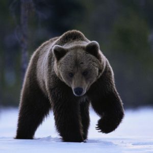 download Grizzly Bear Running in the Snow Free Stock Photo and Wallpaper