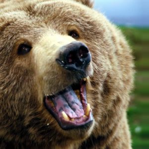 download Download Grizzly Bears High Definition Wallpaper 1280×800 | Full …
