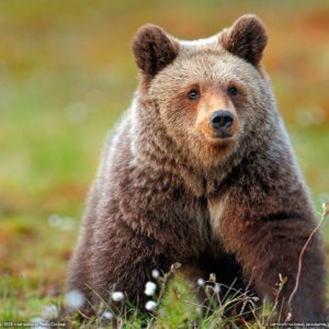 download Grizzly Bear Wallpaper | High Definition Wallpapers, High …