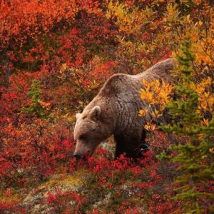 download Pix For > Hd Grizzly Bear Wallpaper