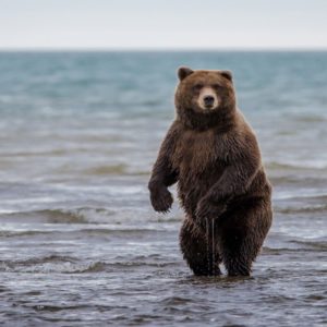 download grizzly bear free background.