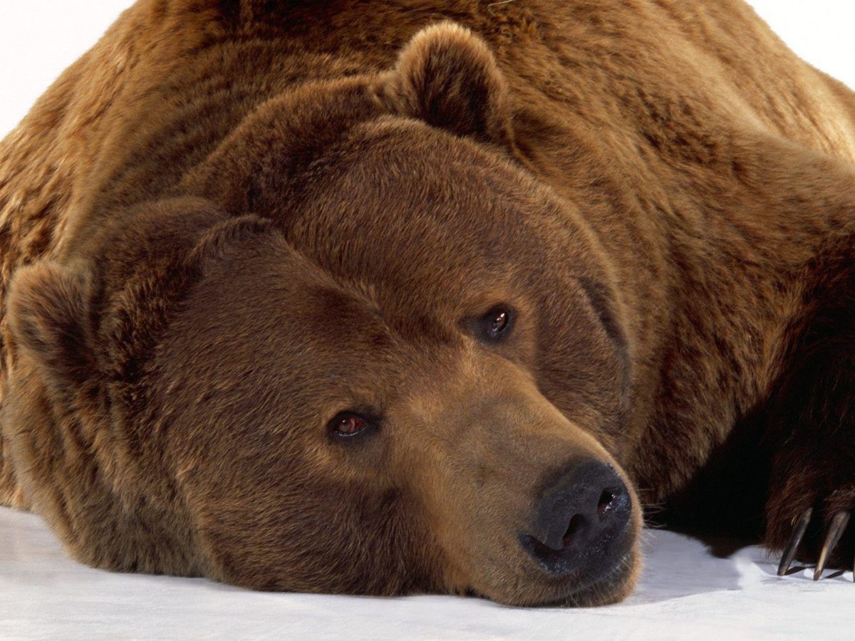 Wallpapers with grizzly bears – Barbaras HD Wallpapers