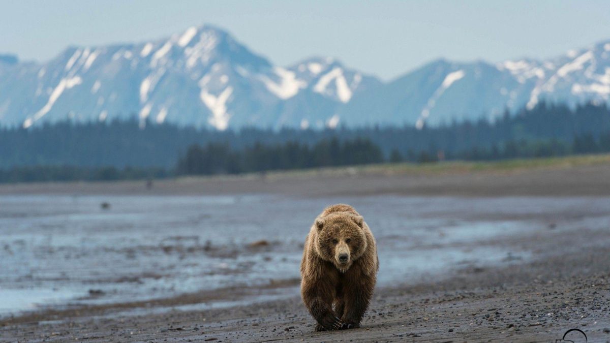 Grizzly Bear, North American Brown Bear Wallpapers