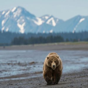 download Grizzly Bear, North American Brown Bear Wallpapers