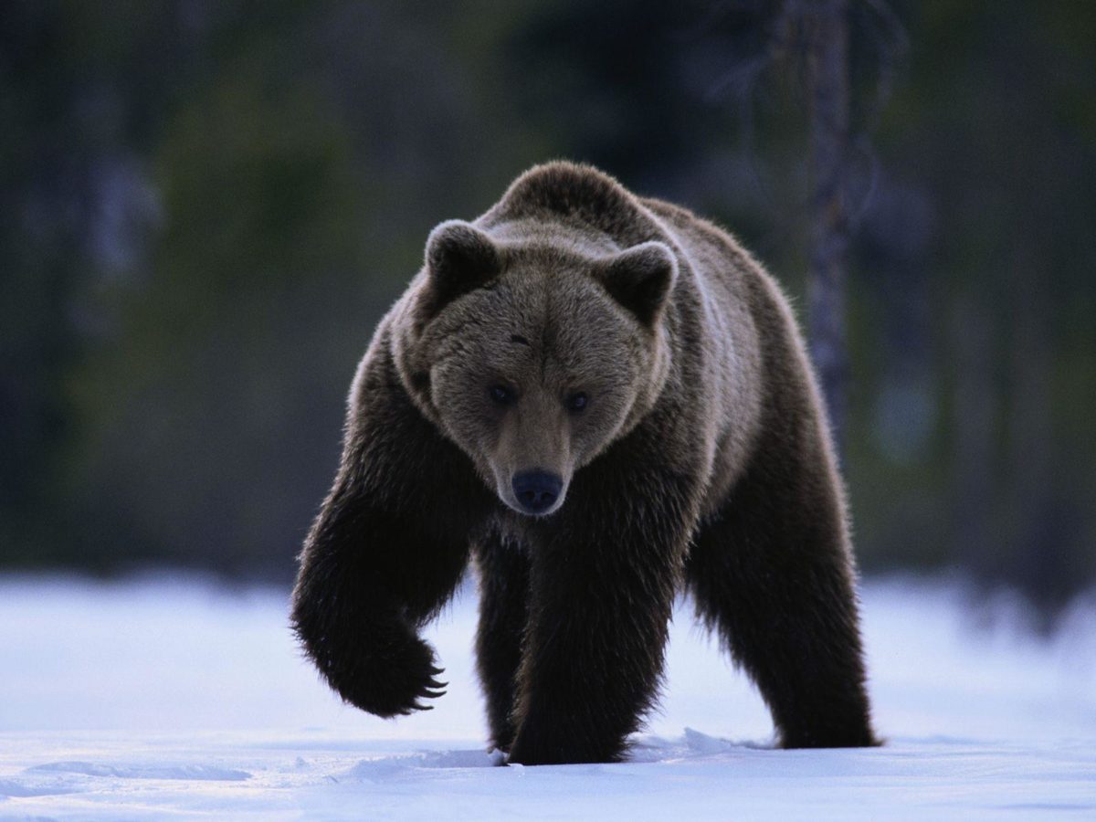 Grizzly Bear, North American Brown Bear Wallpapers