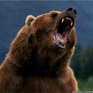 download Wallpapers For > Grizzly Bear Roar Wallpaper