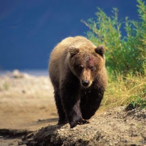 download grizzly bear wallpaper – Animal Backgrounds