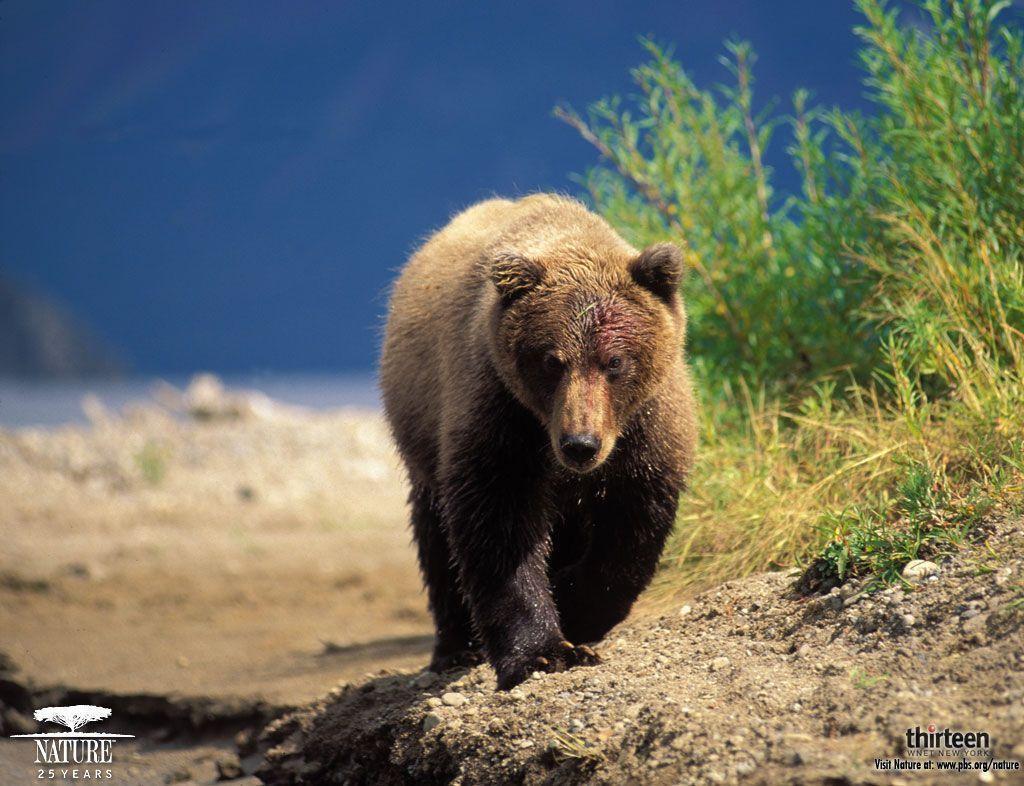 grizzly bear wallpaper – Animal Backgrounds