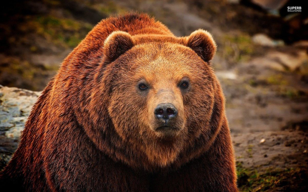 Grizzly Bear Computer Background | Animal HD Wallpapers