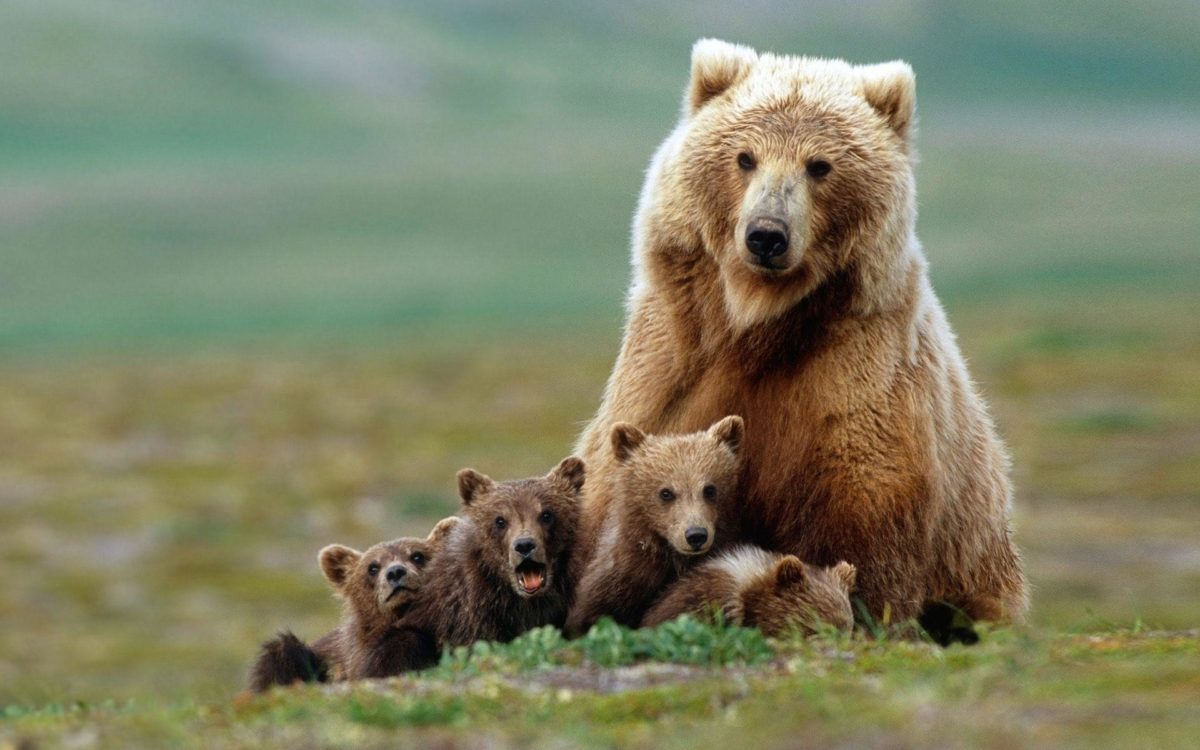 Animals For > Baby Grizzly Bear Wallpaper