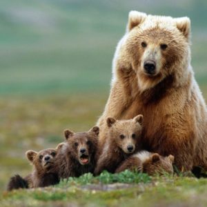 download Animals For > Baby Grizzly Bear Wallpaper