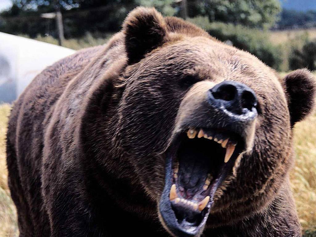 Wallpapers For > Angry Grizzly Bear Wallpaper
