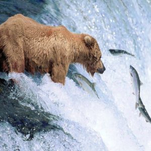 download Grizzly Bear Animal Wallpaper
