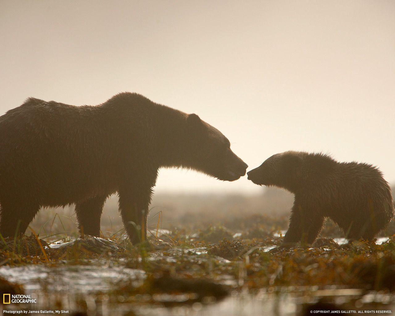 В африке живут медведи. Медведь Гризли. National Geographic медведь. Медведица с медвежатами. Темно бурый медведь.