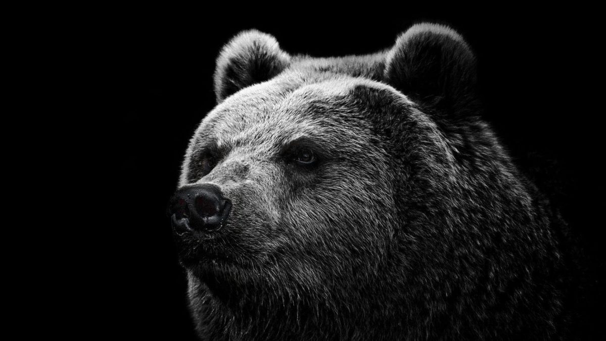 Hd Wallpapers Grizzly Bear Wallpaper Wild Big Grizzly 1280 X 960 …