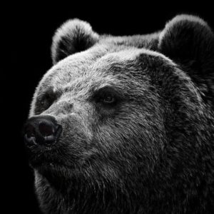 download Hd Wallpapers Grizzly Bear Wallpaper Wild Big Grizzly 1280 X 960 …