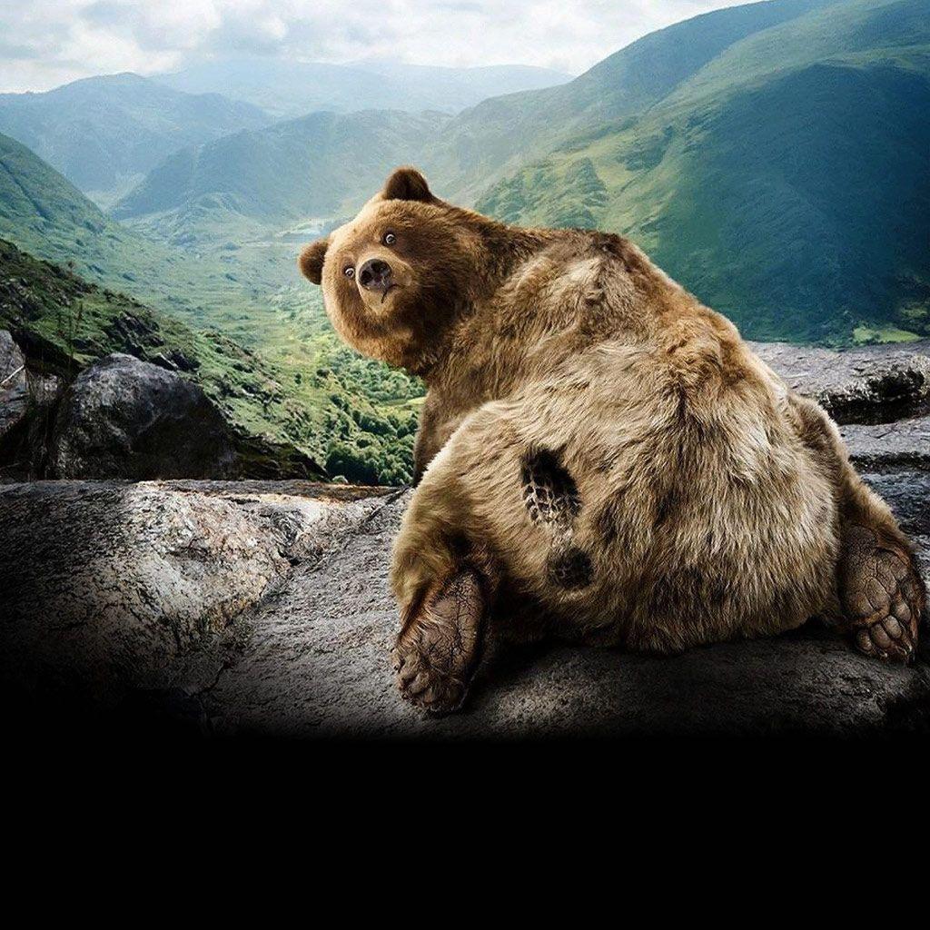 grizzly bear backgrounds – 1024×1024 High Definition Wallpaper …