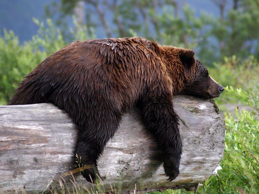 Grizzly Bear Photo, Animal Wallpaper – National Geographic Photo …