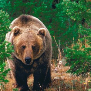 download Bear Wallpapers | Bear Wallpapers – Part 2