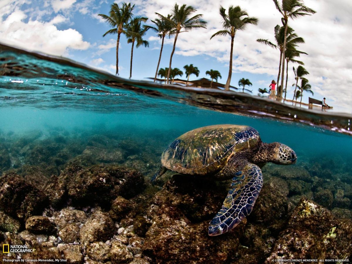 Green Sea Turtle Photo, Hawaii Wallpaper – National Geographic …