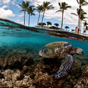 download Green Sea Turtle Photo, Hawaii Wallpaper – National Geographic …