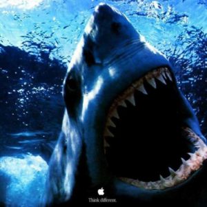download Shark HD Wallpapers – HD Wallpapers Inn