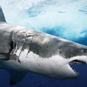 download Shark HD Wallpapers | Shark Fish Pictures | Cool Wallpapers