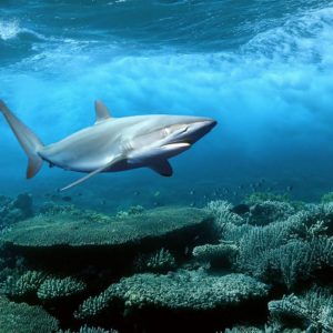 download Blue Shark HD Wallpapers