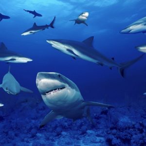 download Blue Shark HD Wallpapers