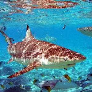 download Shark Wallpaper HD Shark Pictures