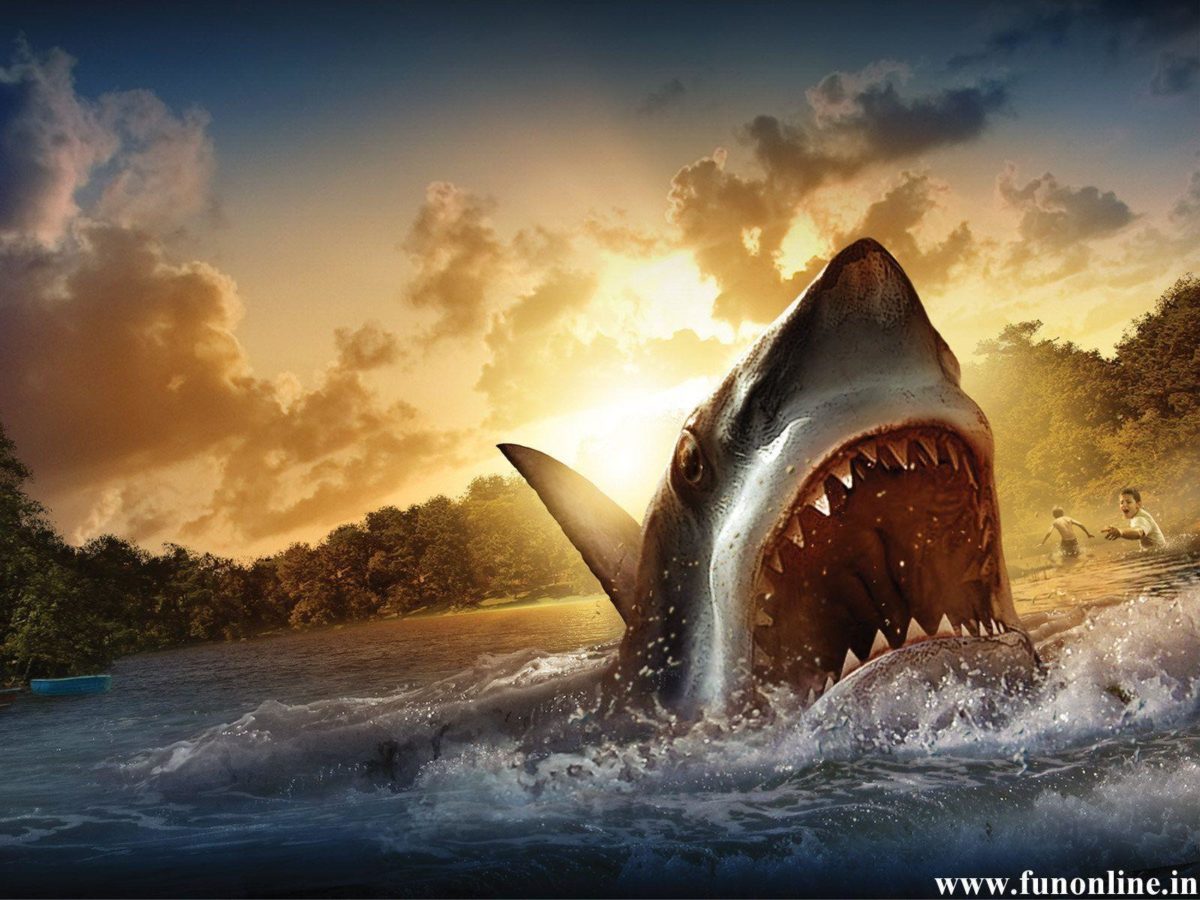 Shark Desktop HD Wallpapers – HD Wallpapers Inn