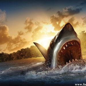 download Shark Desktop HD Wallpapers – HD Wallpapers Inn