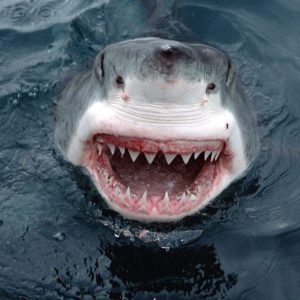 download Great White Shark 530 HD Wallpaper Pictures | Top Background Desktop