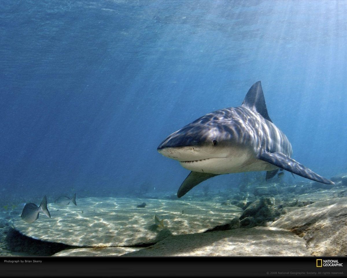 Bull Shark Picture, Bull Shark Desktop Wallpaper, Free Wallpapers …