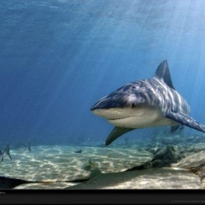 download Bull Shark Picture, Bull Shark Desktop Wallpaper, Free Wallpapers …