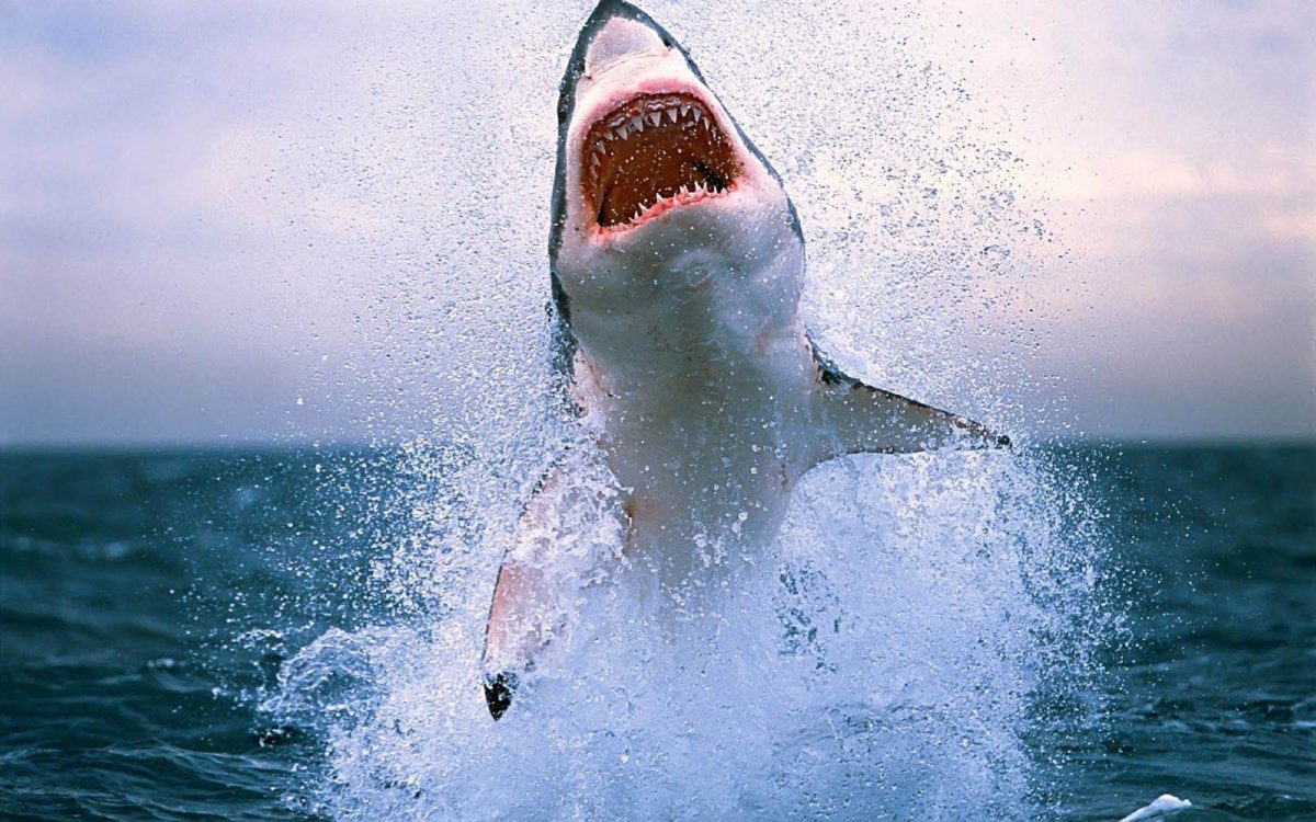 Shark HD Wallpapers | Shark Fish Pictures | Cool Wallpapers